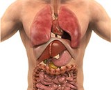 Understanding Your Organs